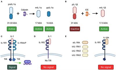 IL-1/IL-1R Signaling in Head and Neck Cancer